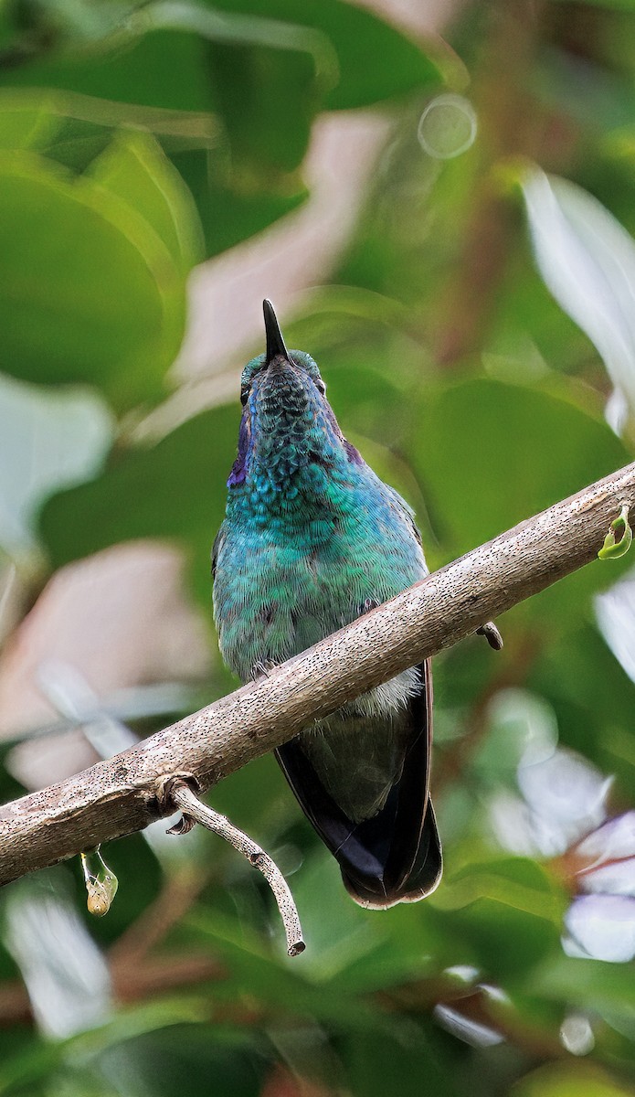 blåørekolibri - ML647368812