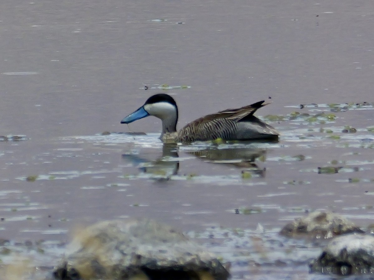 punaand - ML647368814