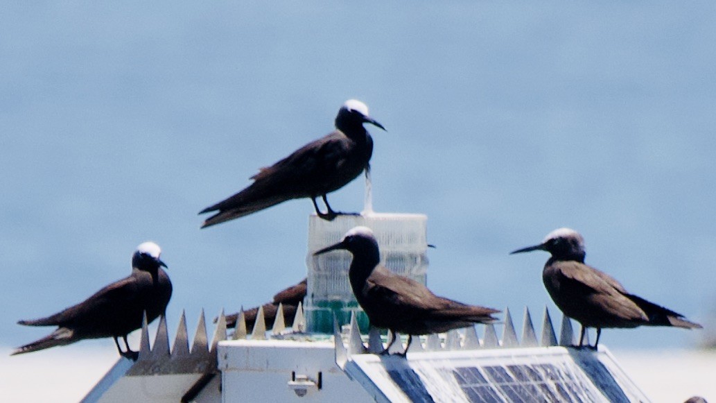 svartnoddy - ML647368822