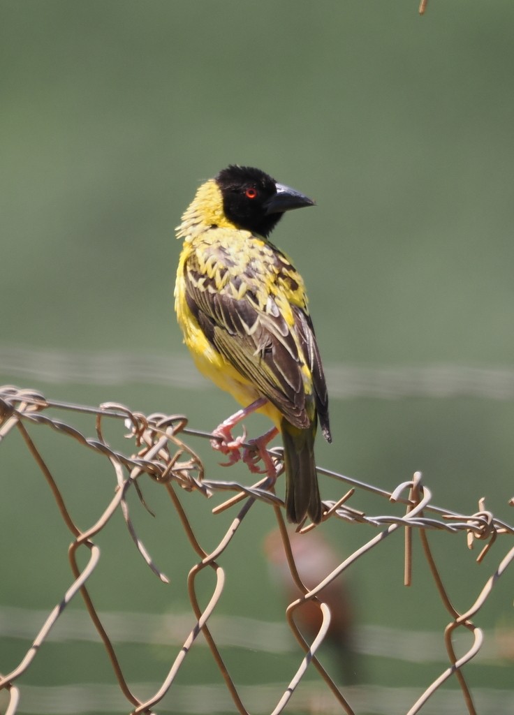 landsbyvever - ML647368827