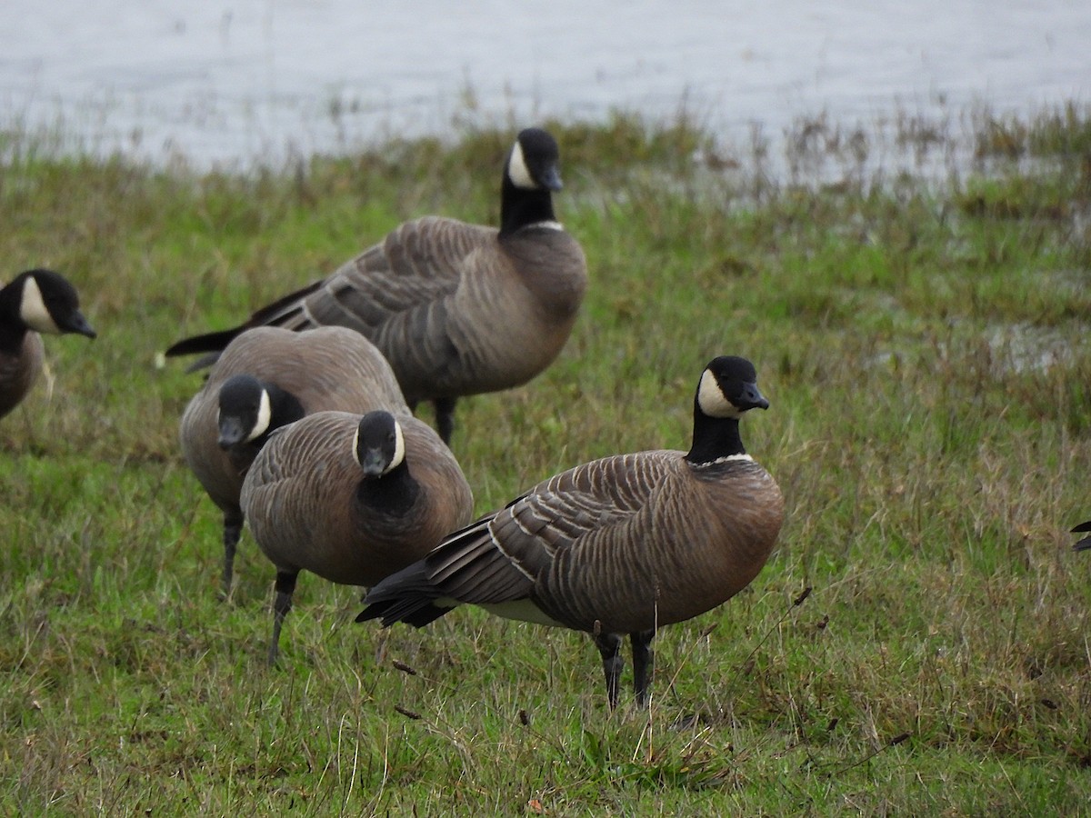 Cackling Goose - ML647368829