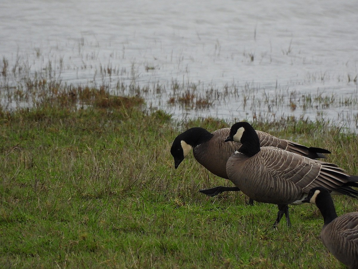 Cackling Goose - ML647368830