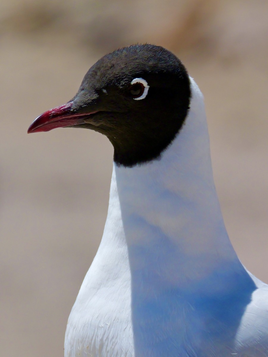 andesmåke - ML647368834