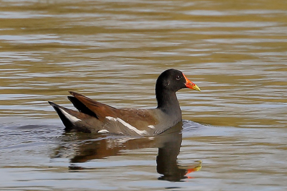 slípka americká - ML647368839