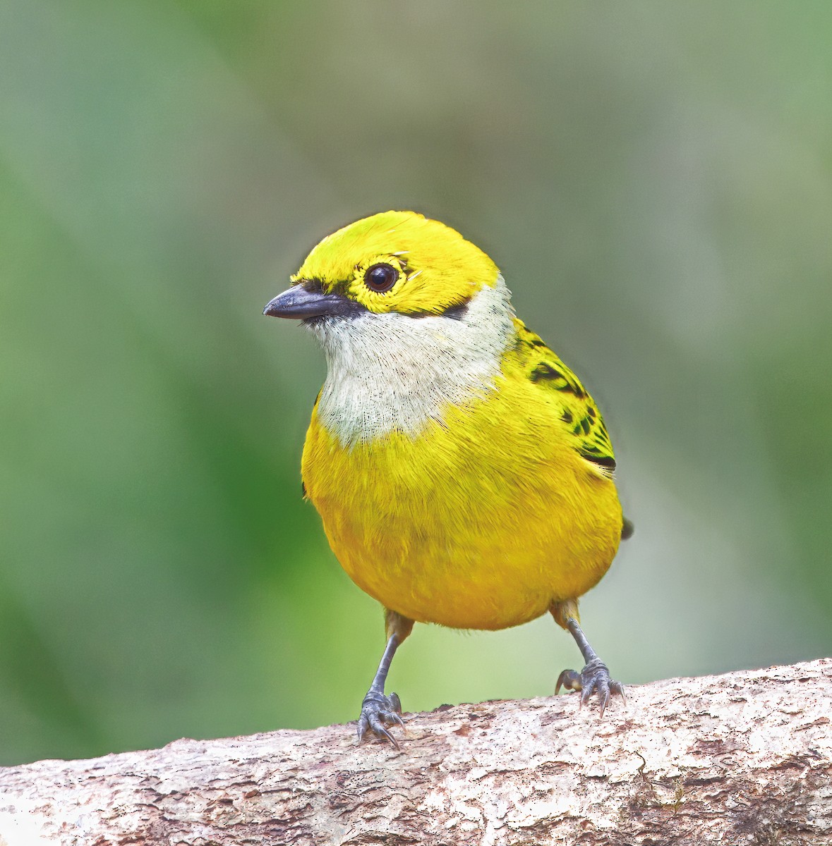 sølvstrupetanagar - ML647368848