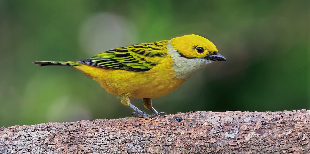 sølvstrupetanagar - ML647368849