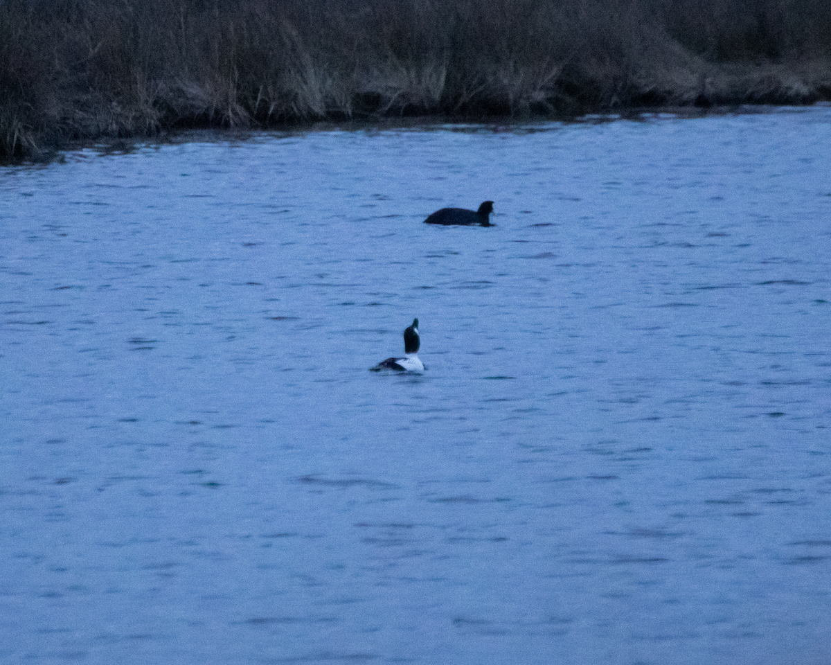 ホオジロガモ - ML647368852