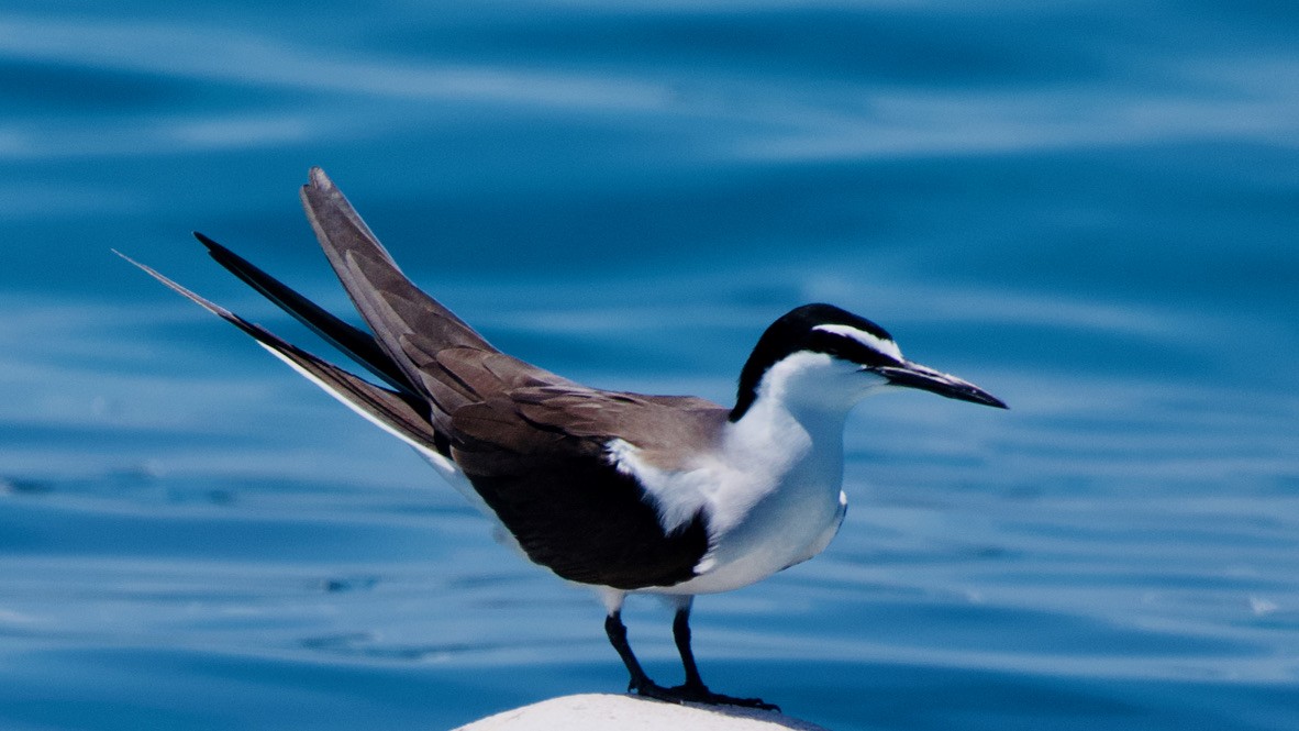 tøyleterne - ML647368854