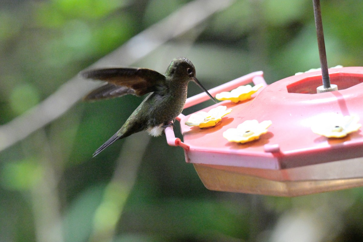 Bakır Rengi Pufayak - ML647368855