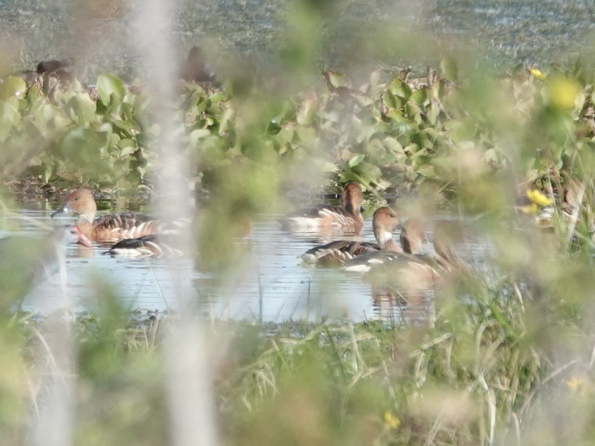 Fulvous Whistling-Duck - ML647368857