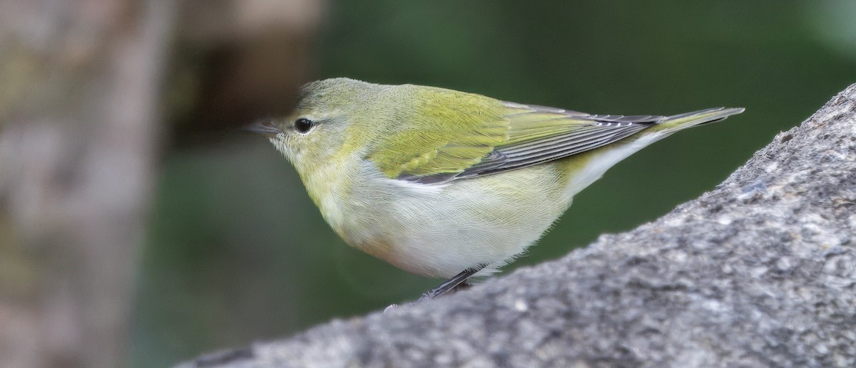 møllparula - ML647368858