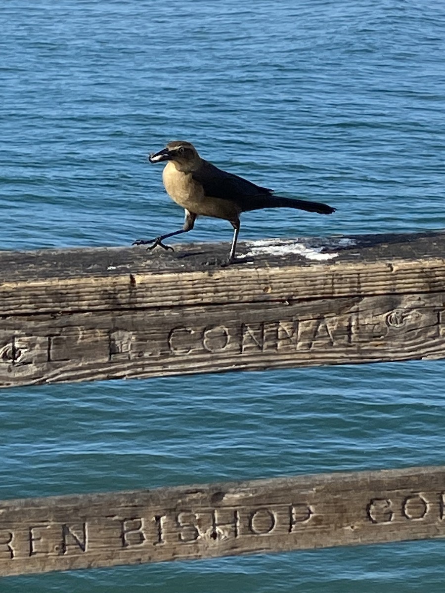 Great-tailed Grackle - ML647368859