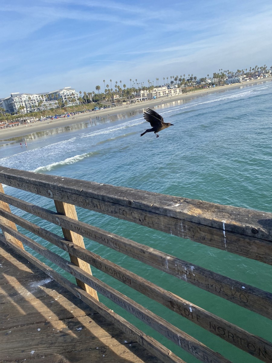 Great-tailed Grackle - ML647368860