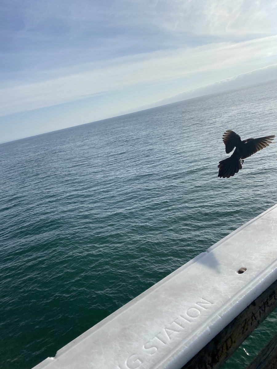 Great-tailed Grackle - ML647368861