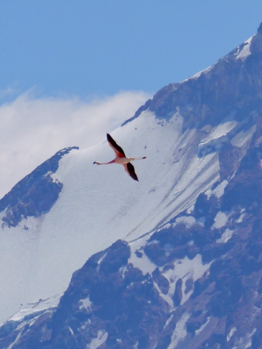 chileflamingo - ML647368863