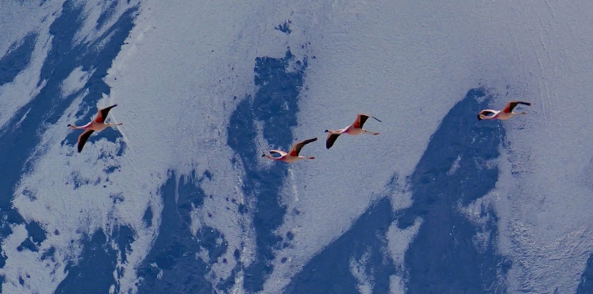 chileflamingo - ML647368864