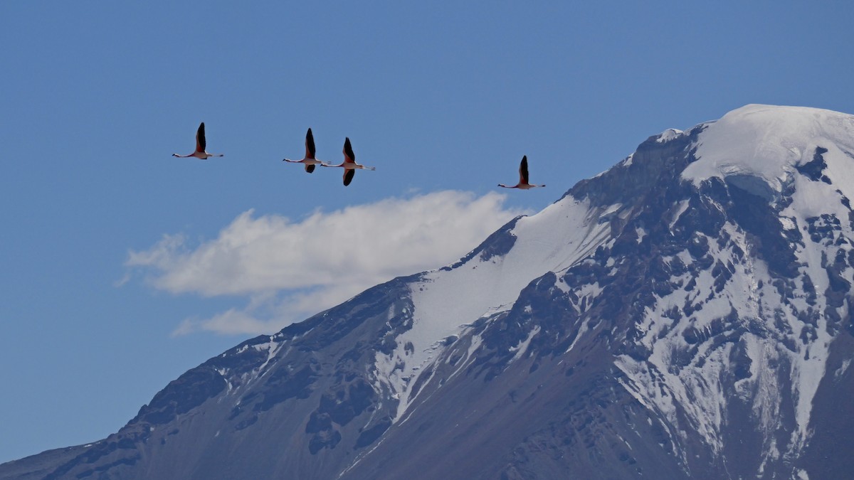 chileflamingo - ML647368865