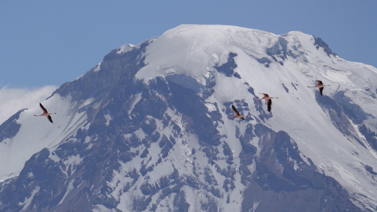 chileflamingo - ML647368866