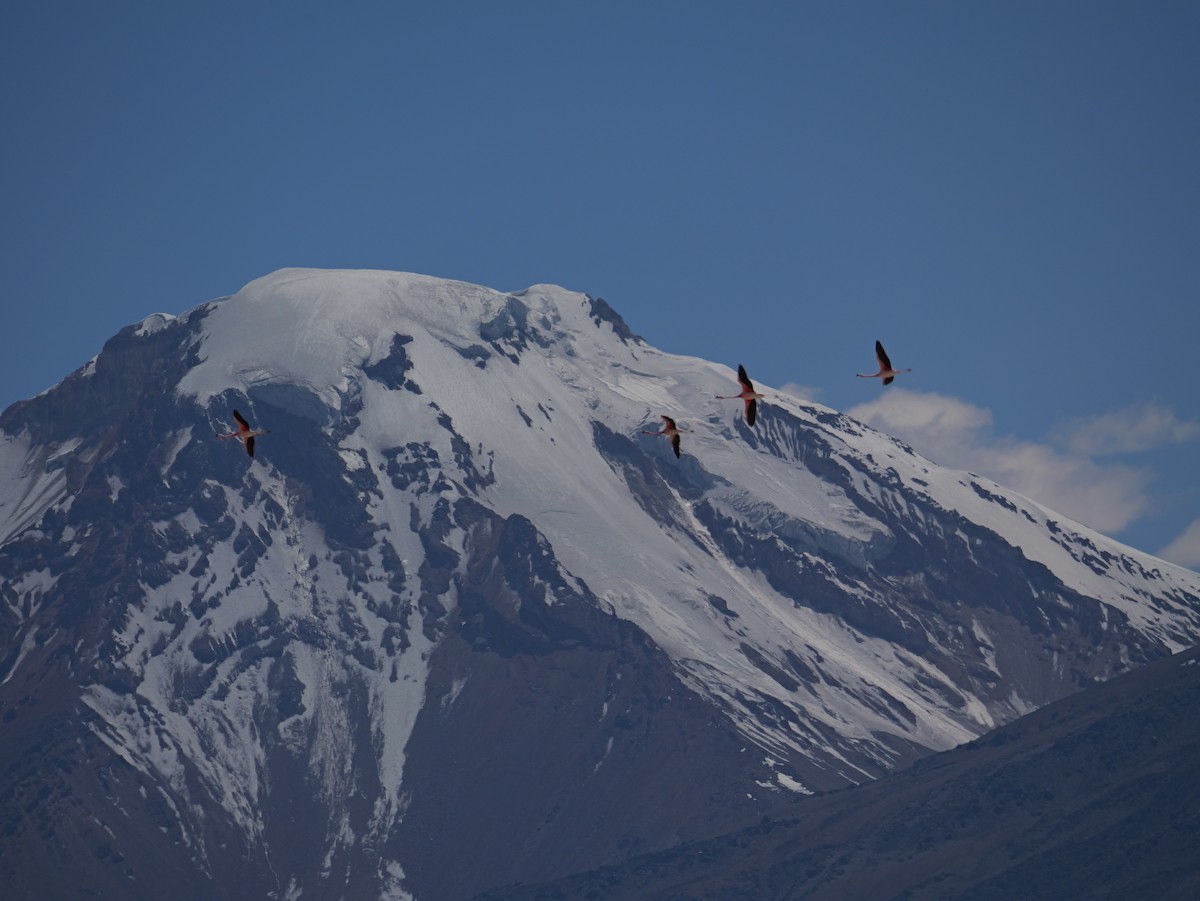 chileflamingo - ML647368867