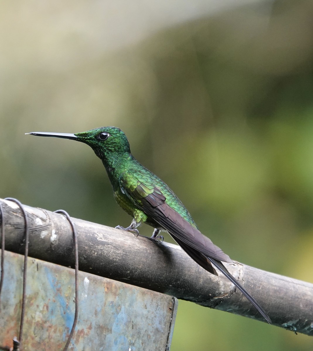 gaffelbriljant - ML647368870