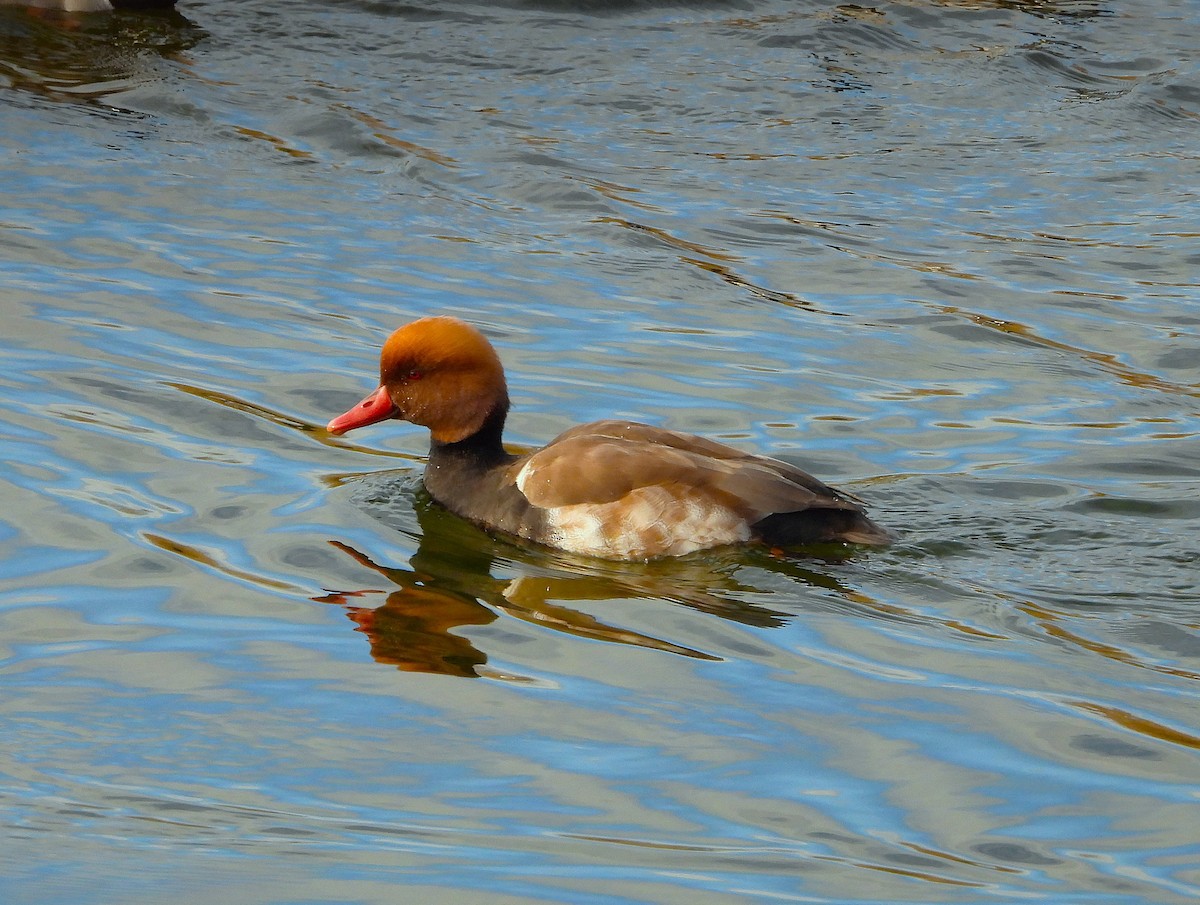 Red-crested Pochard - ML647368872