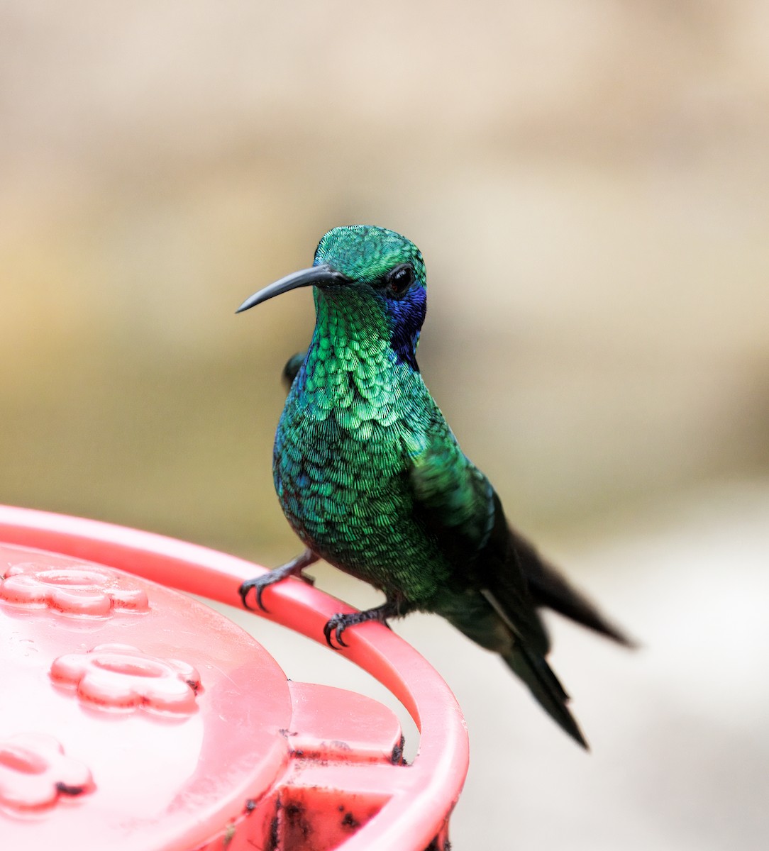 blåørekolibri - ML647368874