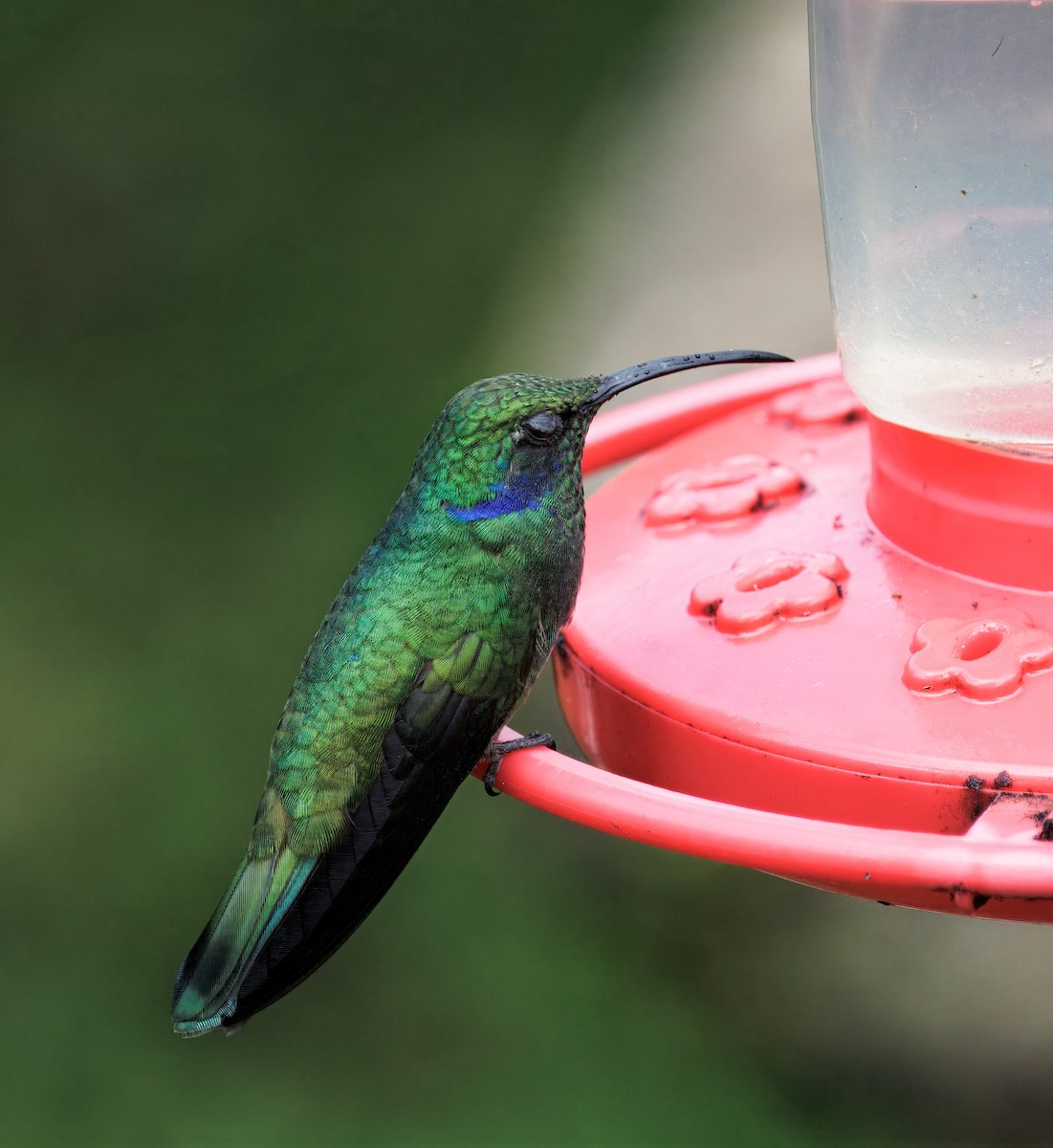 blåørekolibri - ML647368884