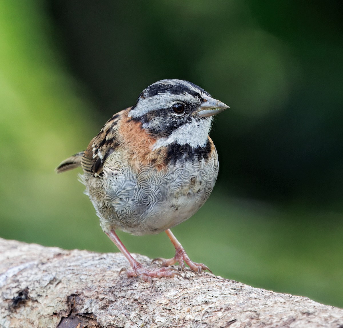 rustkragespurv - ML647368891