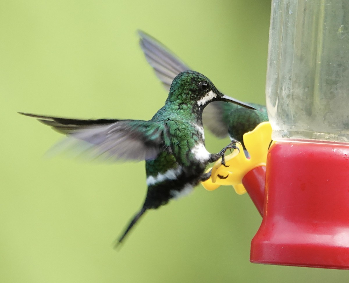 grønntrådstjert - ML647368892