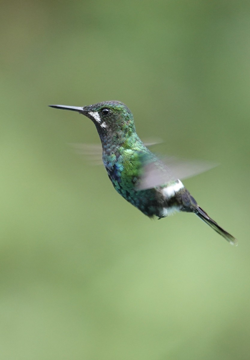 grønntrådstjert - ML647368893