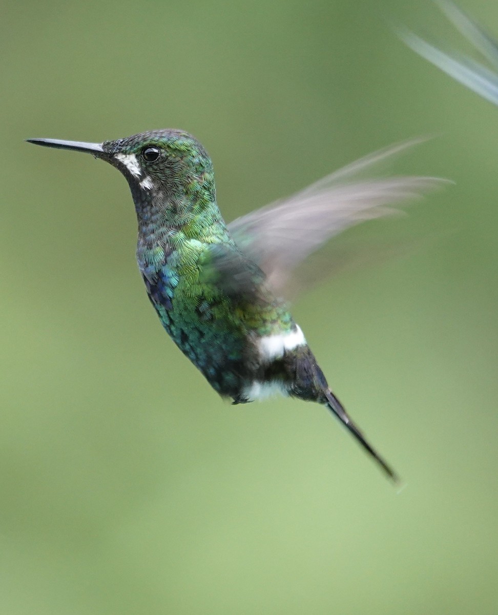 grønntrådstjert - ML647368894