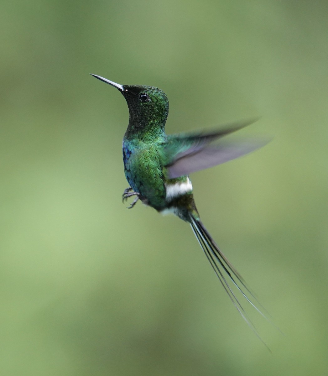 grønntrådstjert - ML647368895