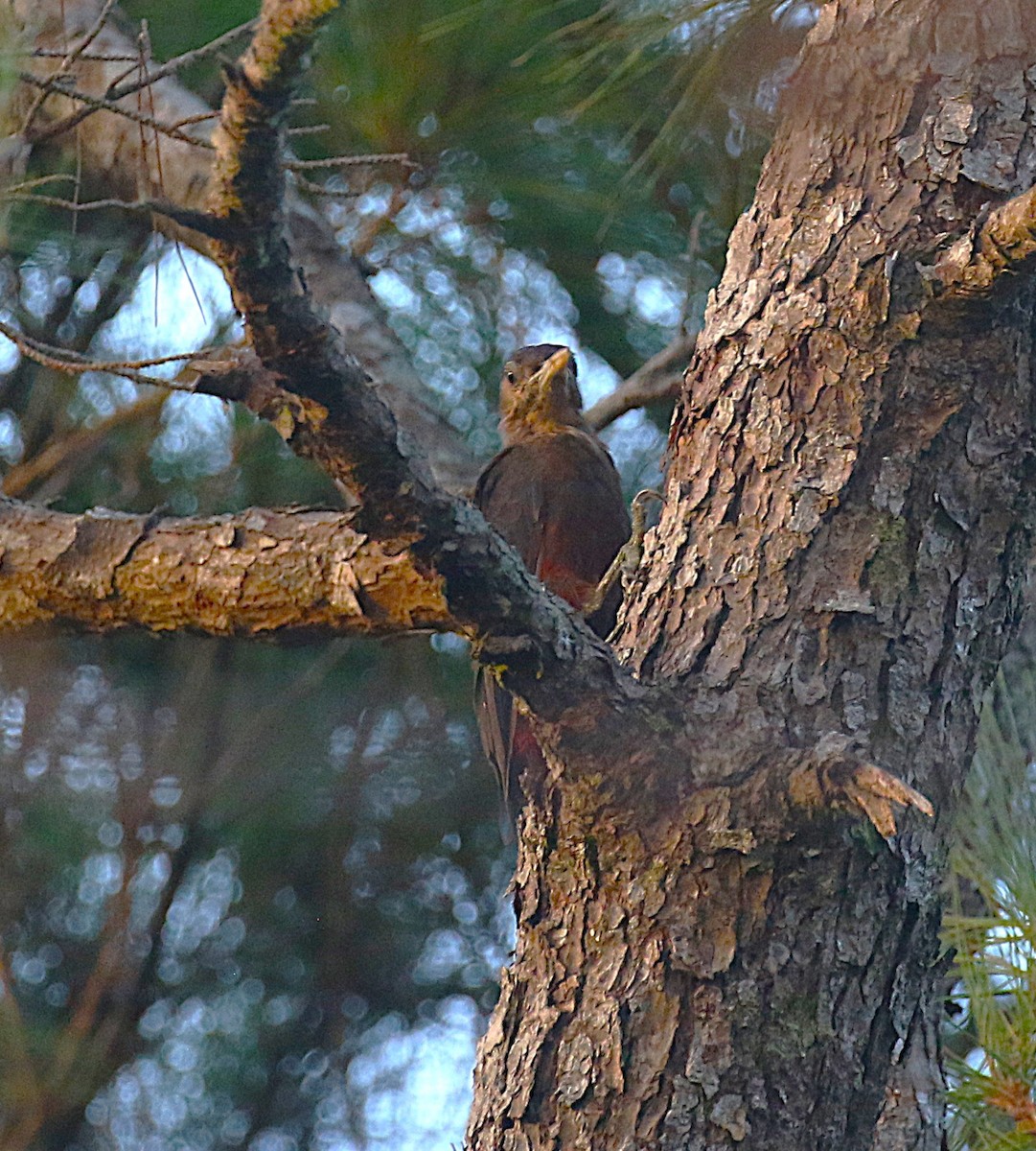 Okinawa Woodpecker - ML647368899
