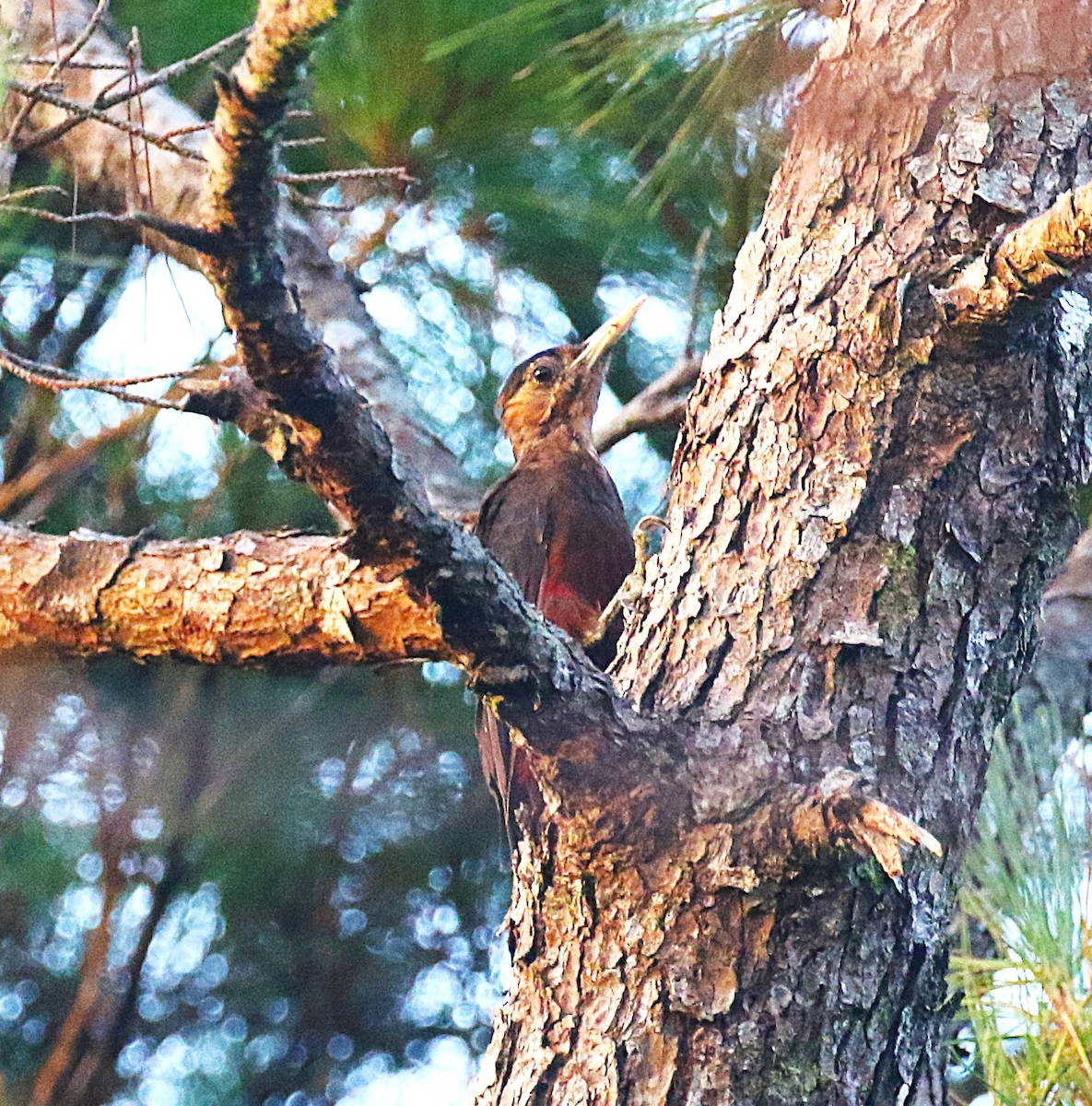 Okinawa Woodpecker - ML647368900