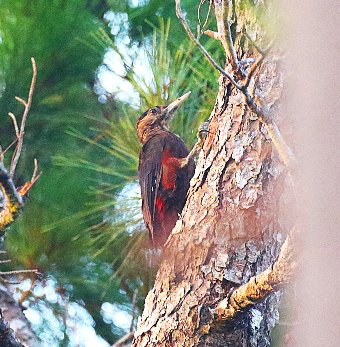 Okinawa Woodpecker - ML647368901
