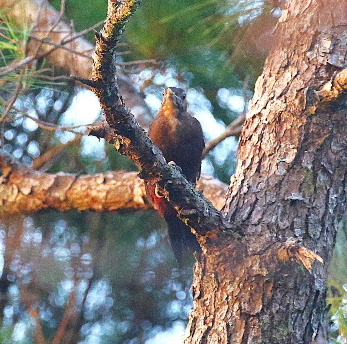 Okinawa Woodpecker - ML647368902