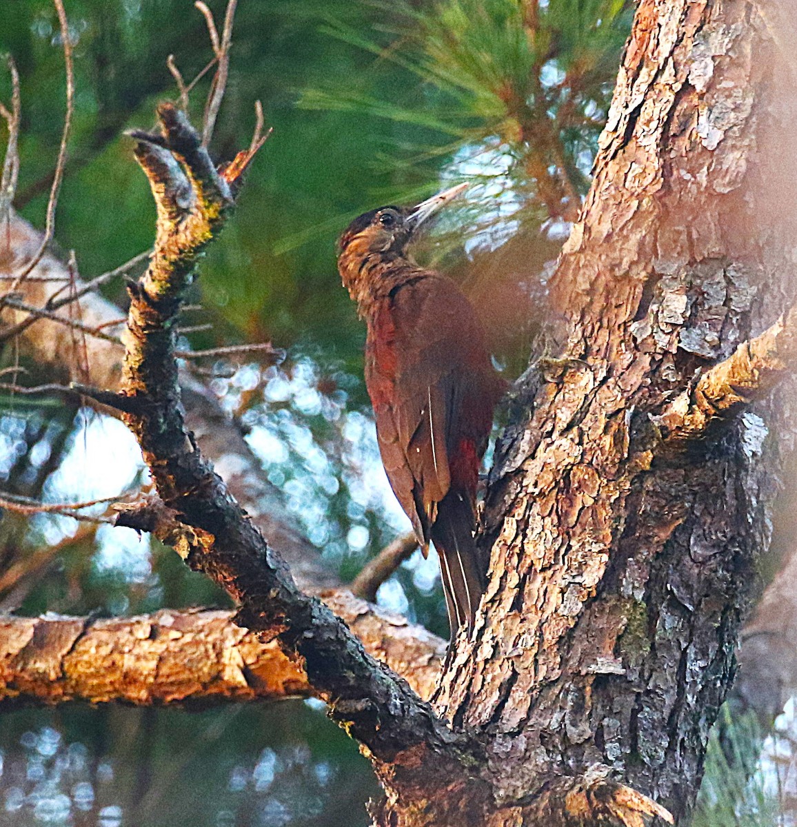 Okinawa Woodpecker - ML647368904