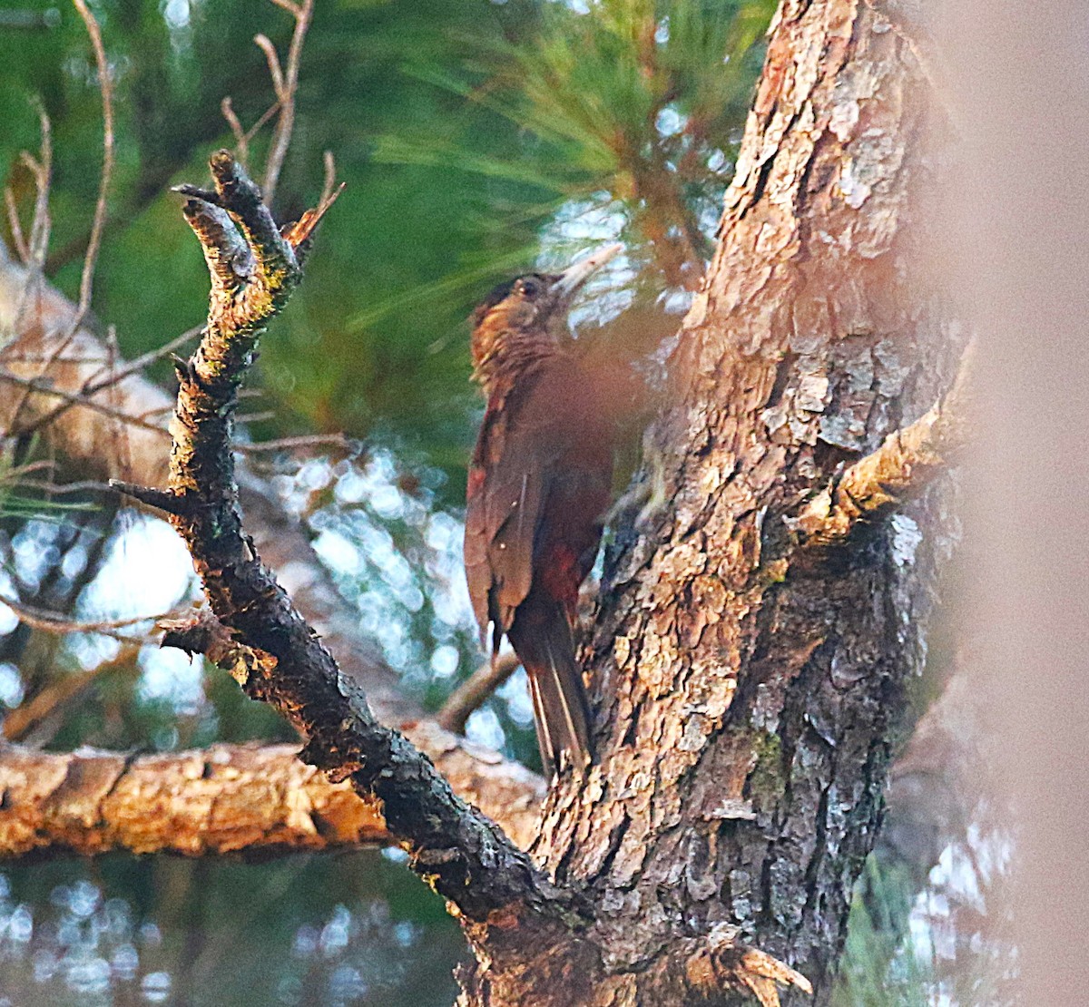 Okinawa Woodpecker - ML647368905