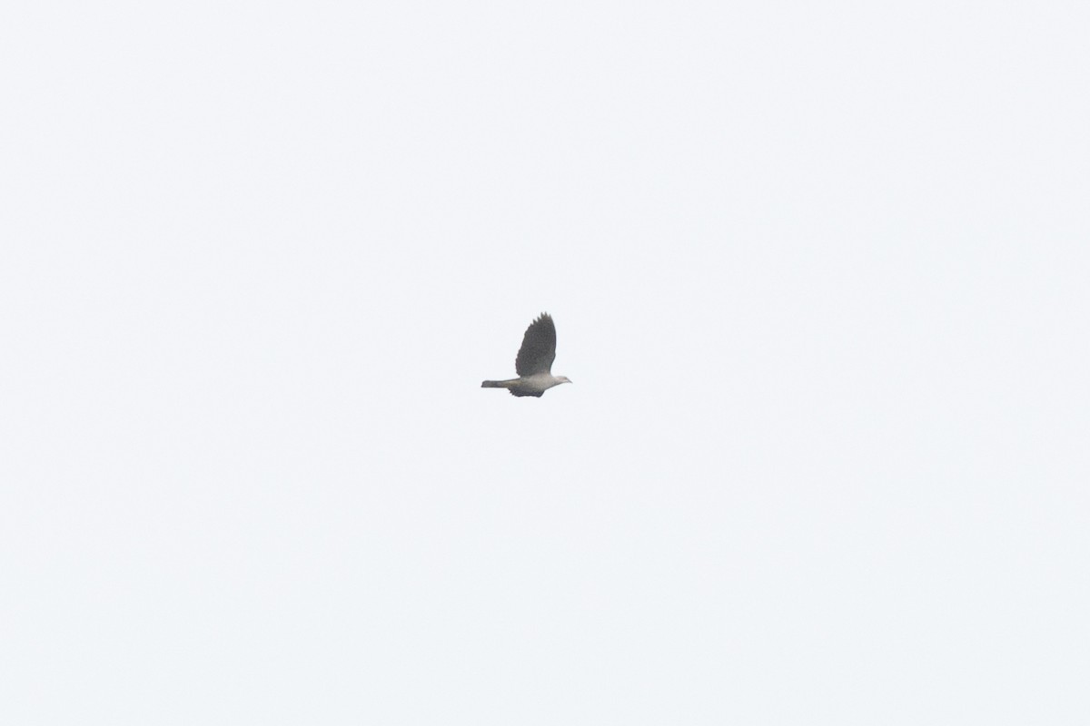 Green Imperial-Pigeon (Green) - ML647368908