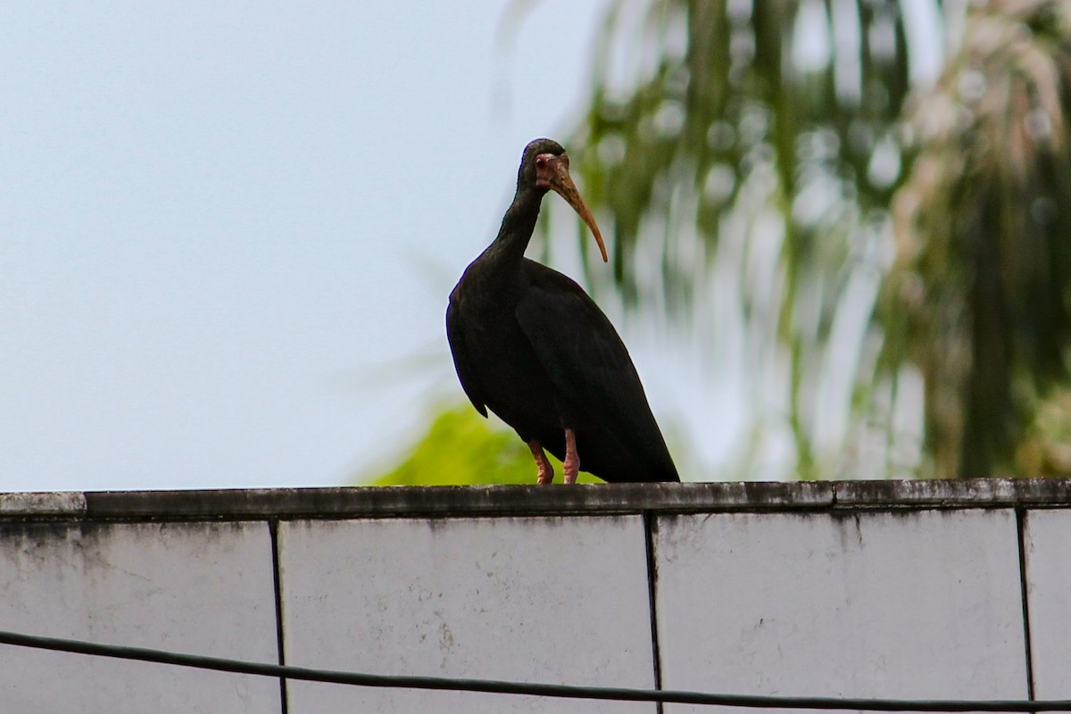Ibis Afeitado - ML647368914