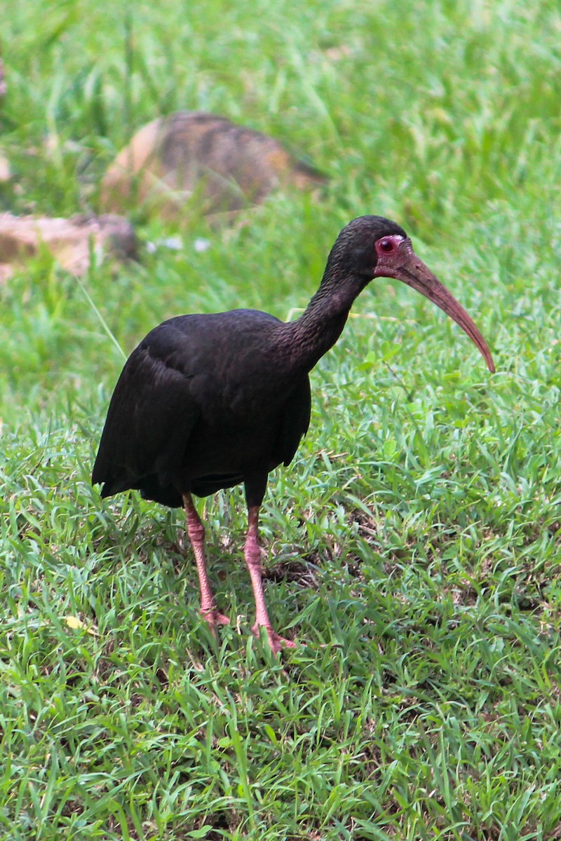 Ibis Afeitado - ML647368915