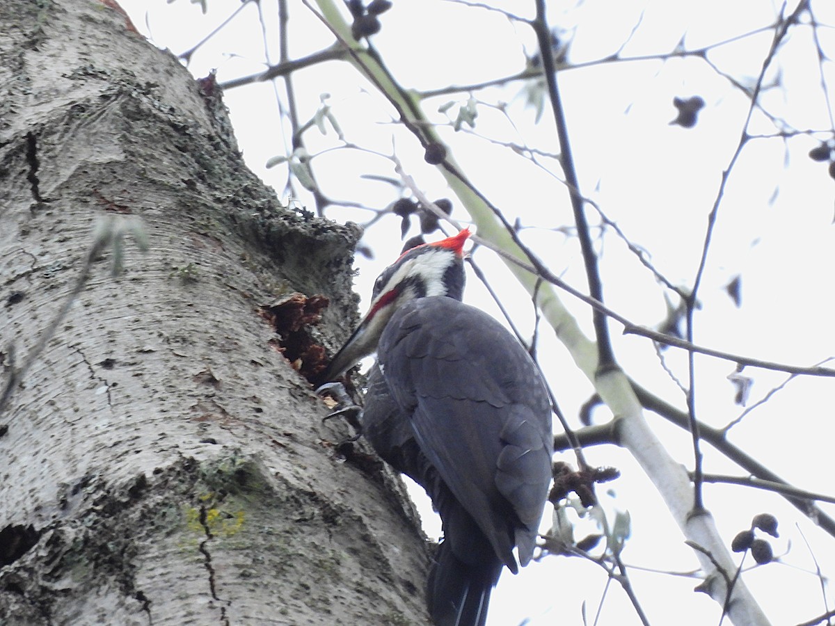 Pileated Woodpecker - ML647368918