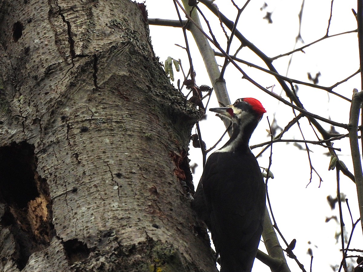 Pileated Woodpecker - ML647368919