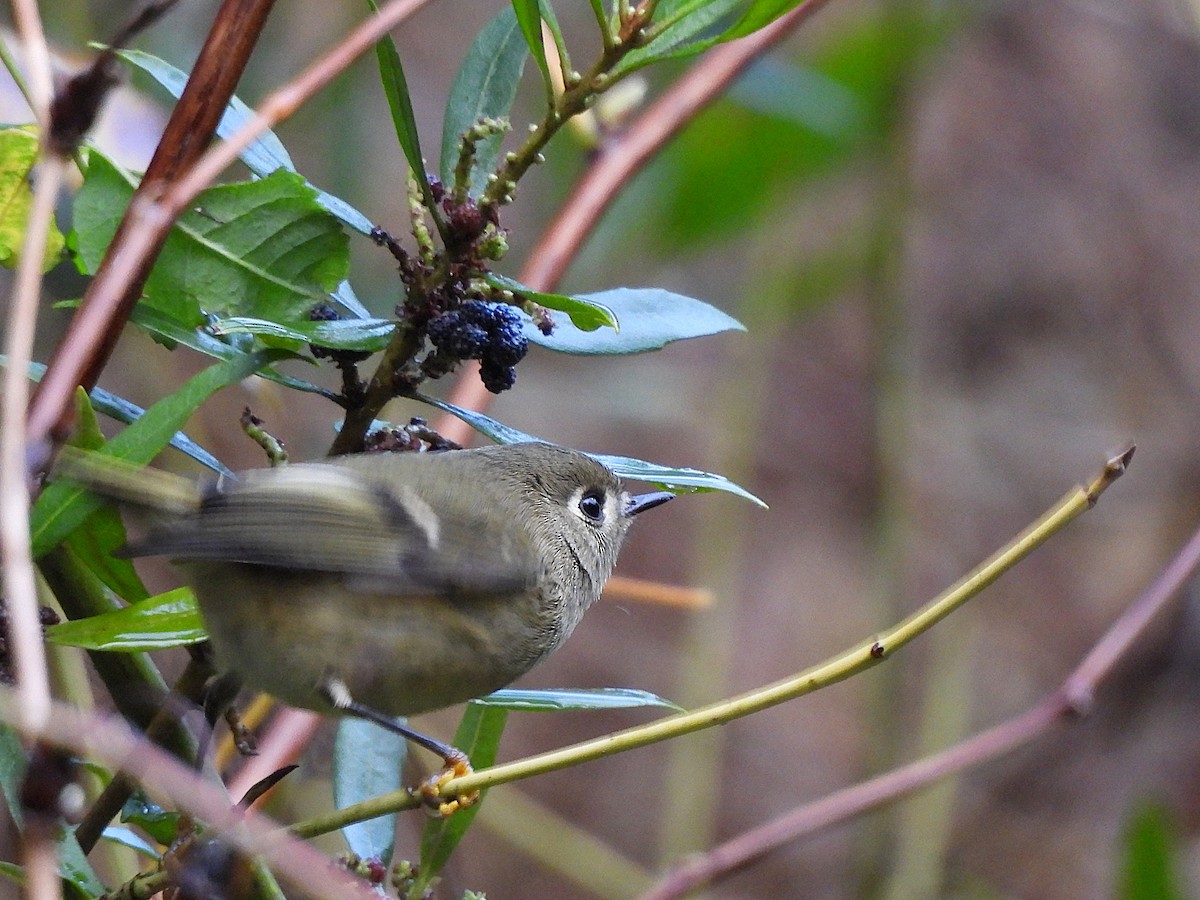 Ruby-crowned Kinglet - ML647368947