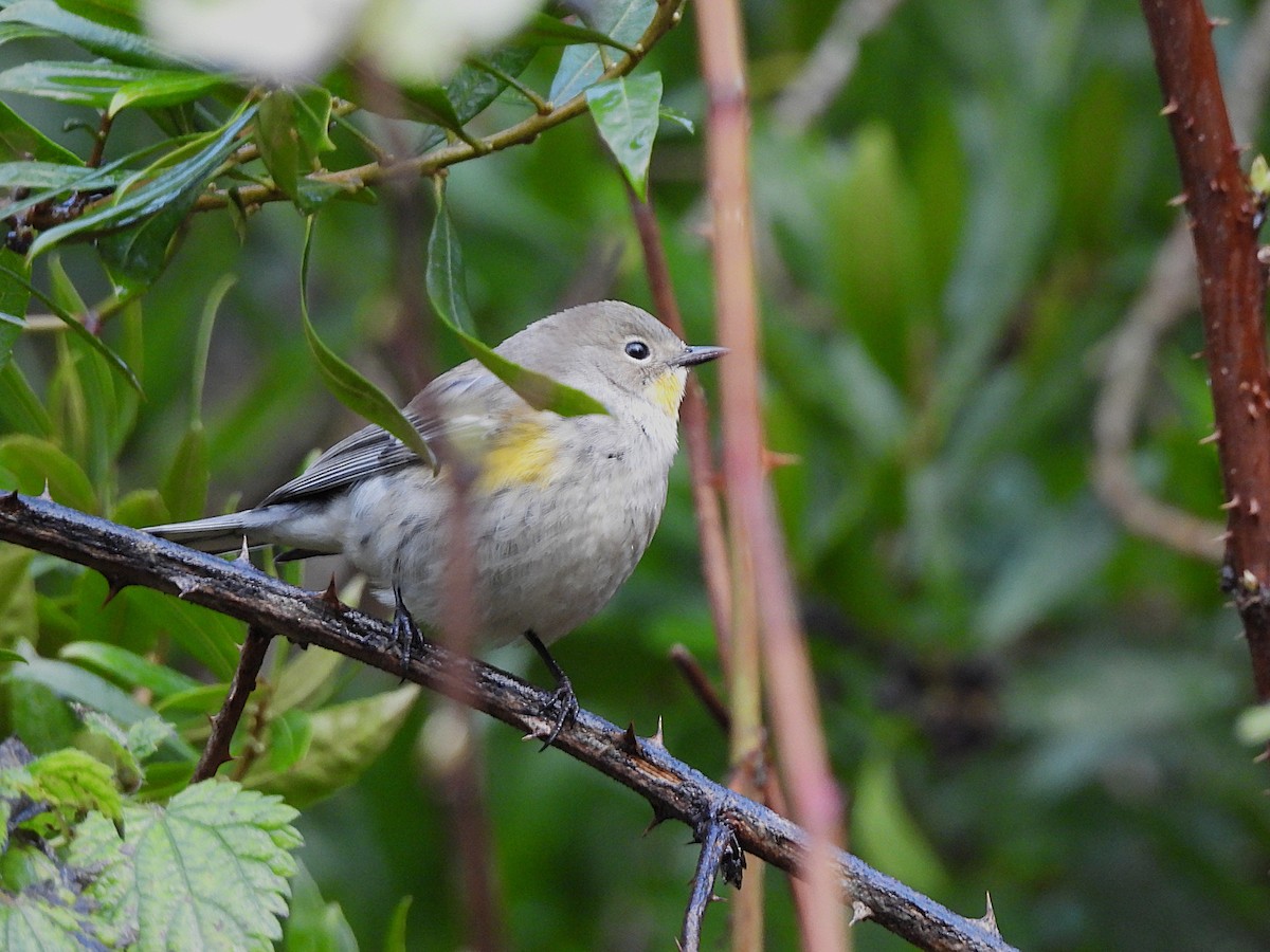 Yellow-rumped Warbler (Audubon's) - ML647368964