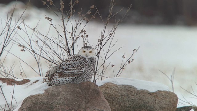 Snowy Owl - ML647368972