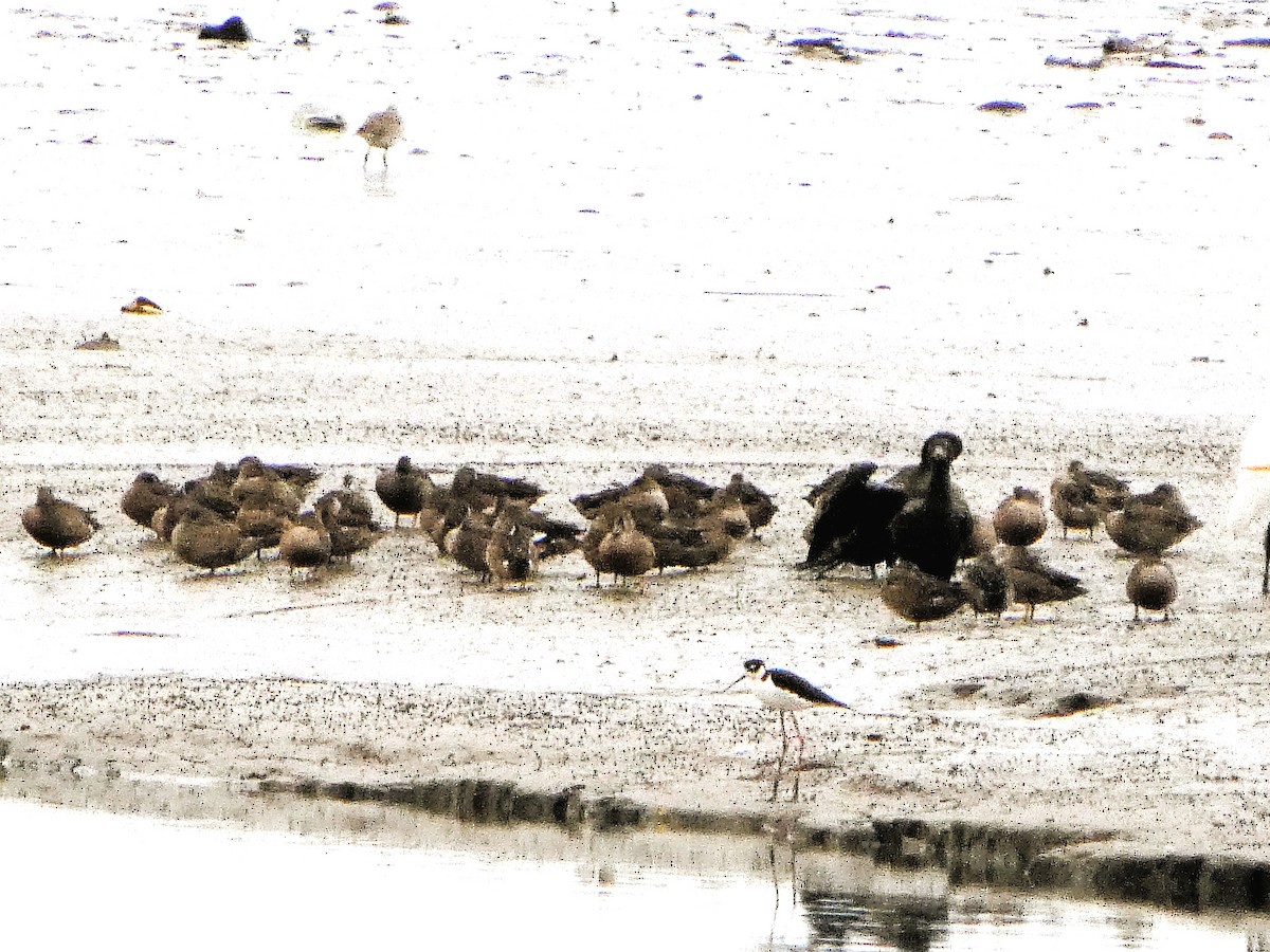 Чирянка блакитнокрила - ML647368976