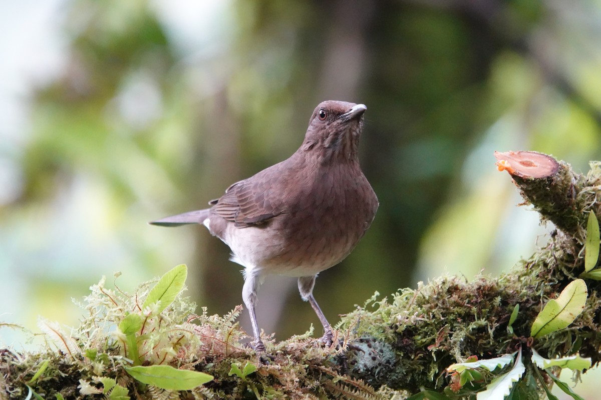 Black-billed Thrush - ML647369012