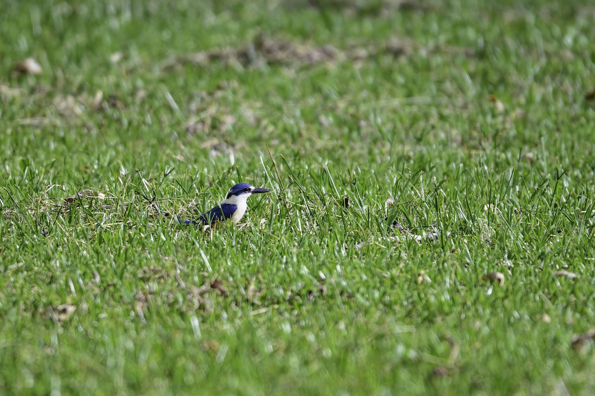 Flachschnabelliest - ML647369048