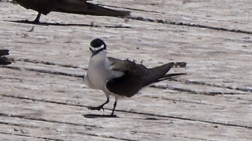 ベンガルアジサシ - ML647369064